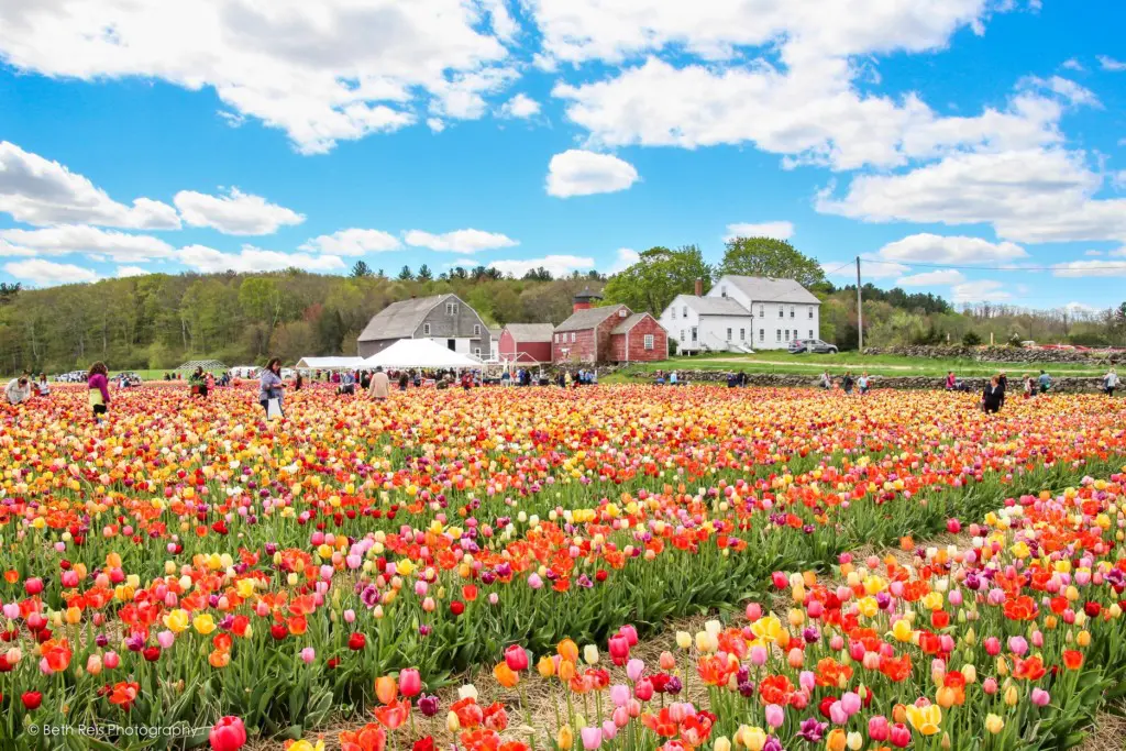15 Boston Area Flower Farms You Ll Want To Check Out This Spring